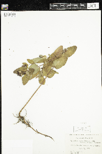 Triadenum fraseri image