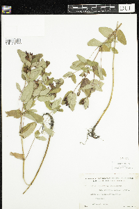 Triadenum fraseri image