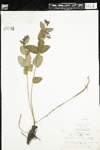 Triadenum fraseri image
