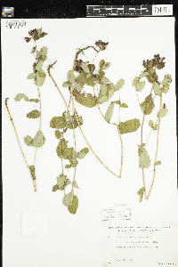 Triadenum fraseri image