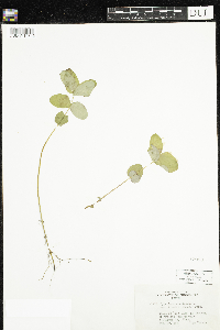 Triadenum fraseri image