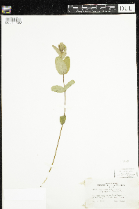 Triadenum fraseri image