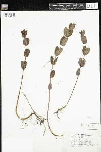 Triadenum fraseri image