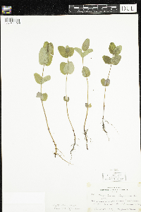 Triadenum fraseri image