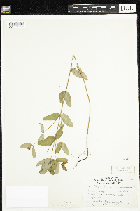 Triadenum fraseri image