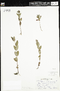 Triadenum fraseri image