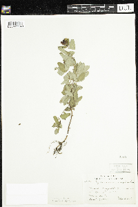 Triadenum fraseri image