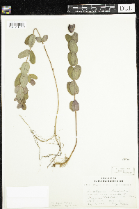 Triadenum fraseri image