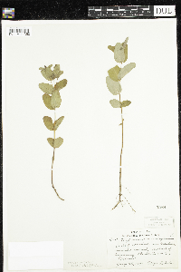 Triadenum fraseri image