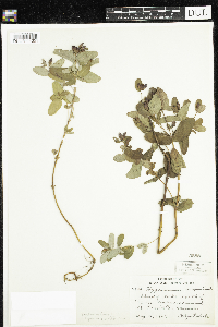 Triadenum fraseri image