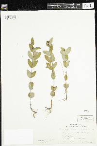 Triadenum fraseri image