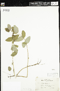 Triadenum fraseri image