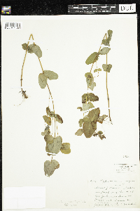 Triadenum fraseri image