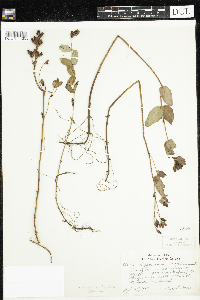Triadenum fraseri image