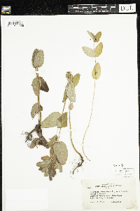 Triadenum fraseri image