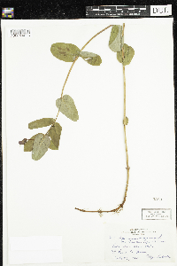 Triadenum fraseri image
