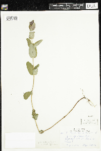Triadenum fraseri image