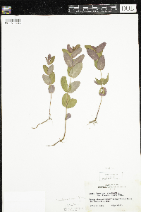Triadenum fraseri image