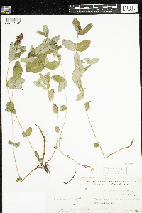 Triadenum fraseri image