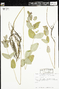Triadenum fraseri image