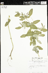 Triadenum fraseri image