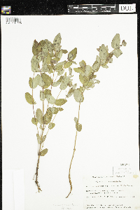 Triadenum fraseri image