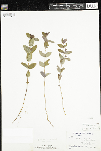 Triadenum fraseri image