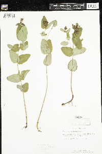 Triadenum fraseri image