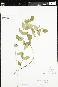 Triadenum fraseri image
