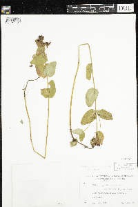 Triadenum fraseri image