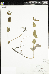 Triadenum fraseri image