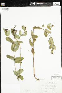 Triadenum fraseri image