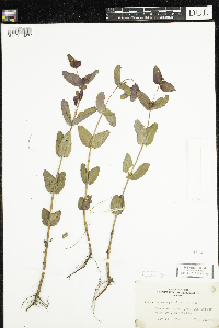Triadenum fraseri image