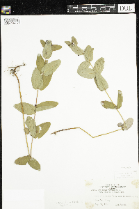 Triadenum fraseri image