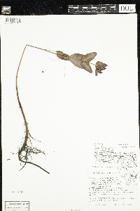 Triadenum fraseri image