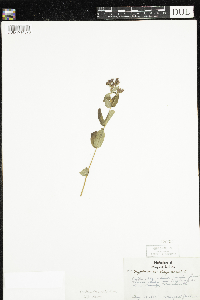 Triadenum fraseri image