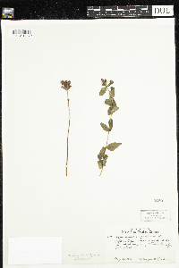 Triadenum fraseri image