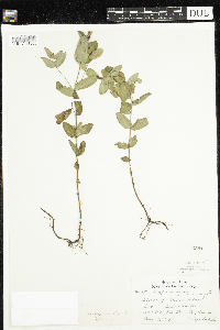 Triadenum fraseri image