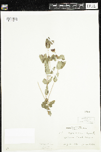 Triadenum fraseri image