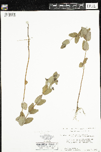 Triadenum fraseri image