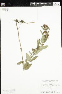 Triadenum fraseri image