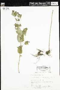 Triadenum fraseri image