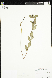 Triadenum fraseri image