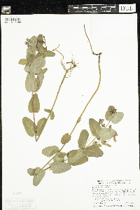 Triadenum fraseri image
