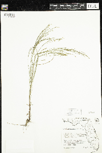 Hypericum gentianoides image