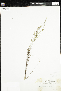 Hypericum gentianoides image