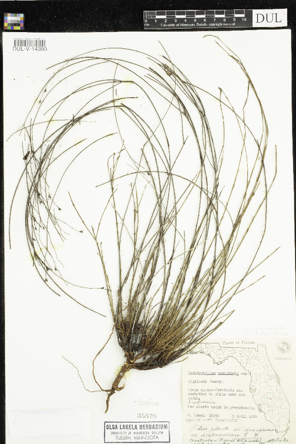 Sanidophyllum cumulicola image