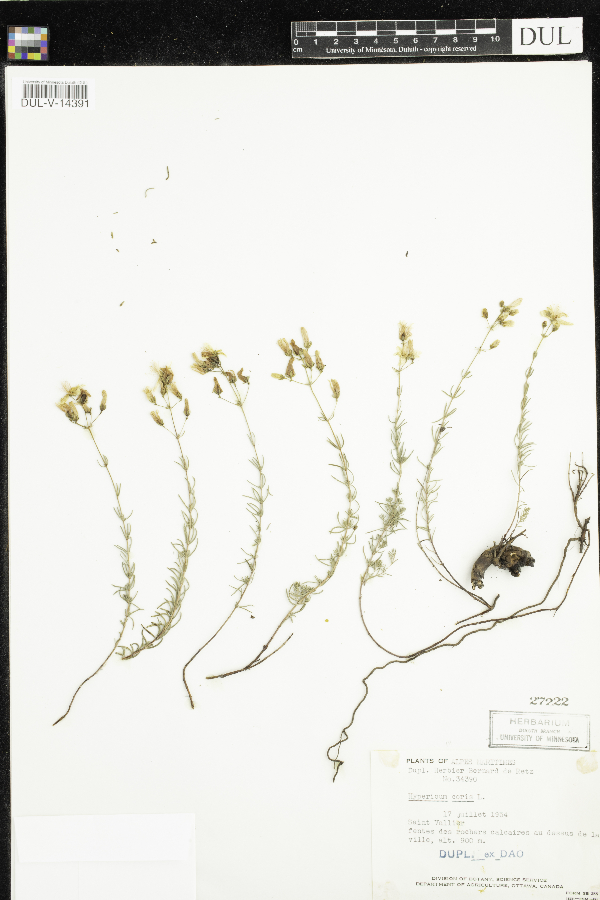 Hypericum coris image