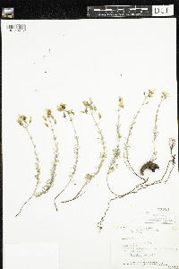 Media resource of Hypericum coris