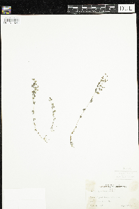 Hypericum mutilum image